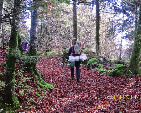 050 Des feuilles .. des feuilles ... des feuilles