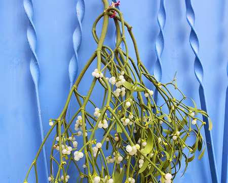 PXL020 Merci à Michel pour cette randonnée dans le Gâtinais français.