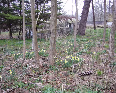 PXL005 Des jonquilles