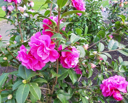 PXL029 Camélia. Merci à Alfred de nous avoir proposé la visite guidée de la Cathédrale St-Pierre de Beauvais.