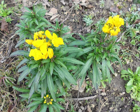 PXL005 Giroflées. Merci à Annie.