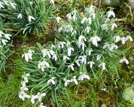 PXL020 Perce-neige. Merci à Isabelle.