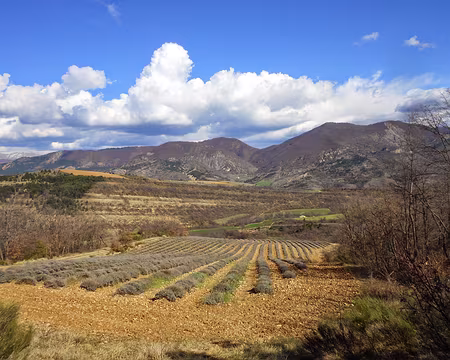 PXL046 Champ de lavande