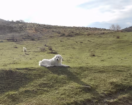 PXL054 Pastou, chien protégeant les brebis des prédateurs