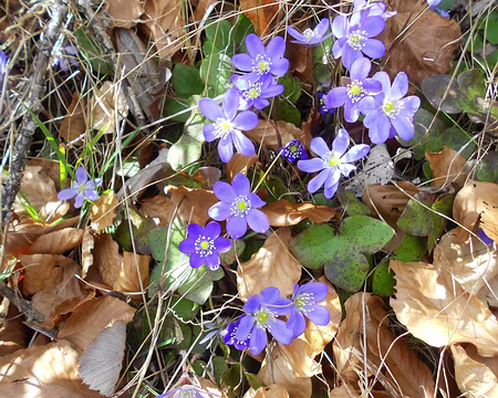 PXL064 Anémones hépatiques. Merci à Jean-Philippe pour cette rando pascale en Haute-Provence.