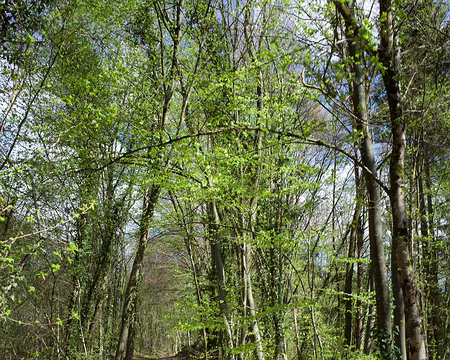 001 Période idéale pour les hêtres printaniers