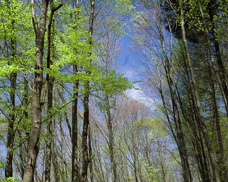 065 Toujours des hêtres