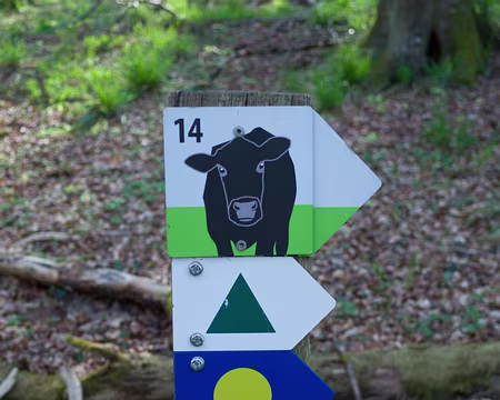 156 Même les vaches ont leur chemin