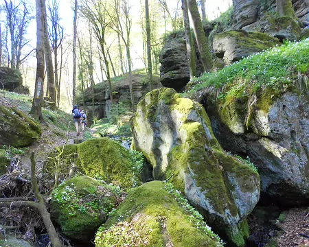 PXL061 Le cours moussu du Haupeschbach nous conduit...