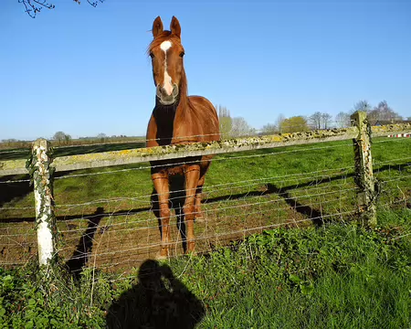 PXL013 le percheron