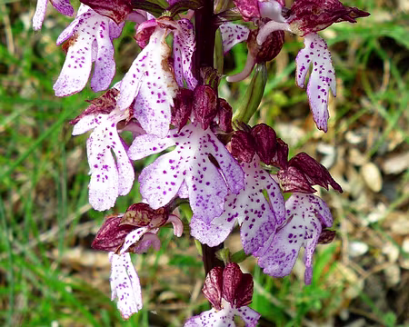 PXL038 Orchis pourpre