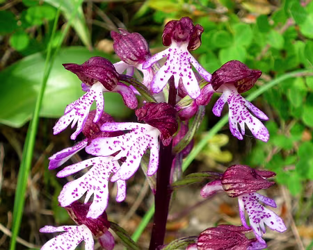 PXL039 Orchis pourpre