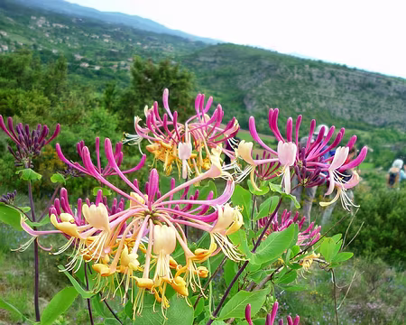 PXL042 Chèvrefeuille