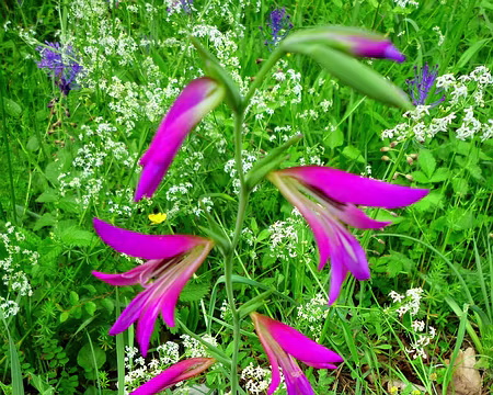 PXL045 On ne sait pas ce que c'est !