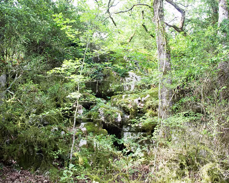 IMG_9479 A travers le bois de Païolive