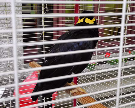 PXL091 coco le ménate de l'hotel