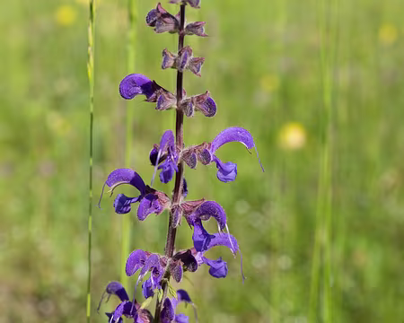 FM9A9537 Sauge des prés (Salvia pratensis L., 1753)