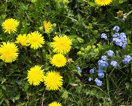 FM9A9573 Pissenlits et Myosotis des Alpes