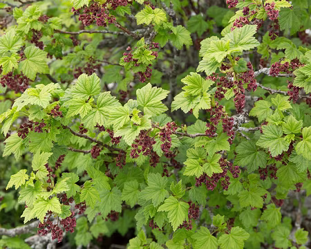 FM9A9621 Groseillier des rochers (Ribes petraeum Wulfen, 1781)