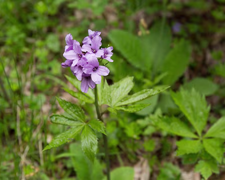 FM9A9623 Cardamine digitée (Cardamine pentaphyllos (L.) Crantz, 1769)