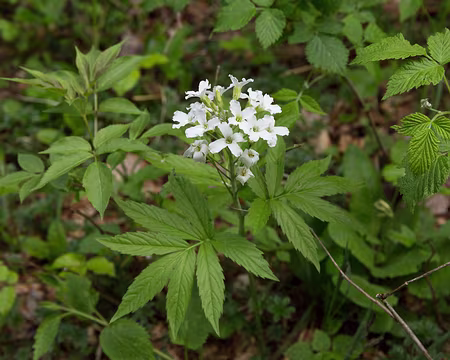 FM9A9627 Cardamine à sept feuilles (Cardamine heptaphylla (Vill.) O.E.Schulz, 1903)