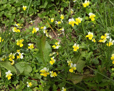 FM9A9638 Pensée tricolore (Viola tricolor L., 1753)