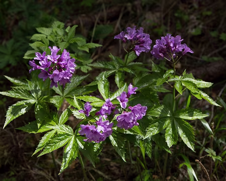 FM9A9669 Cardamine digitée (Cardamine pentaphyllos (L.) Crantz, 1769)