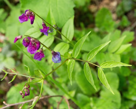 FM9A9674 Gesse de printemps (Lathyrus vernus (L.) Bernh., 1800)