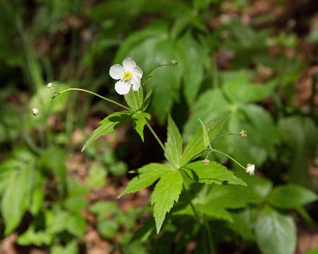 FM9A9676 Renoncule à feuilles d'Aconit (Ranunculus aconitifolius L., 1753)