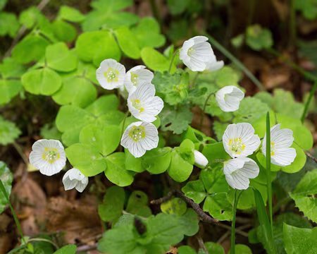 FM9A9685 Oseille des bois (Oxalis acetosella L.)