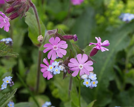 FM9A9687 Silène dioïque (Silene dioica (L.) Clairv., 1811) et Myosotis des Alpes (Myosotis alpestris F.W.Schmidt, 1794)