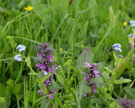 FM9A9697 Lamier à feuilles maculées (Lamium maculatum (L.) L., 1763)