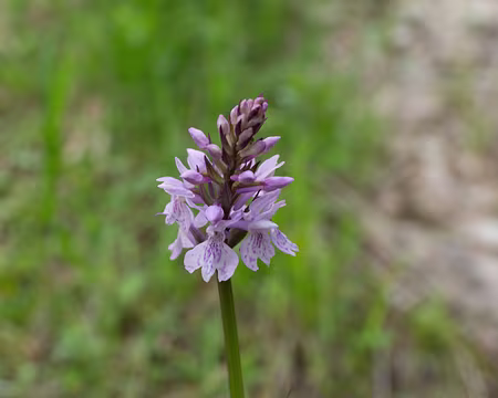 FM9A9707 Orchis tacheté (Dactylorhiza maculata (L.) Soó, 1962)