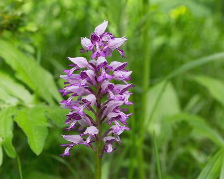 FM9A9710 Orchis militaire (Orchis militaris L., 1753)