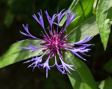 FM9A9743z1709 Centaurée de montagne (Cyanus montanus (L.) Hill, 1768)