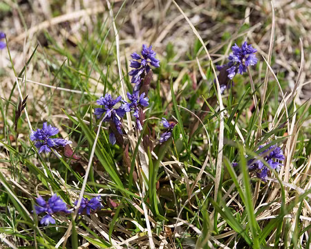 FM9A9854 Polygale alpestre (Polygala alpestris Rchb., 1823)