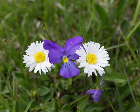 FM9A9863 Celle-ci est bien encadrée !