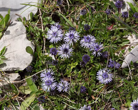 FM9A9868 Globulaire à feuilles en cœurs (Globularia cordifolia L., 1753)