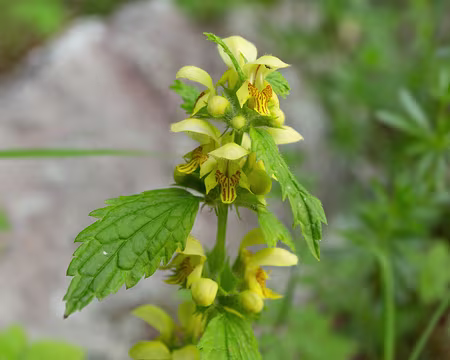 FM9A9888 Lamier jaune (Lamium galeobdolon (L.) L. subsp. galeobdolon)