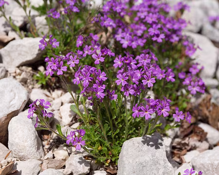 FM9A9890 Erine des Alpes (Erinus alpinus L., 1753)