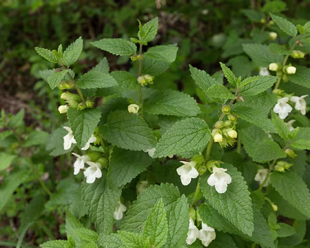 FM9A9896 Mélisse des bois (Melittis melissophyllum L., 1753)