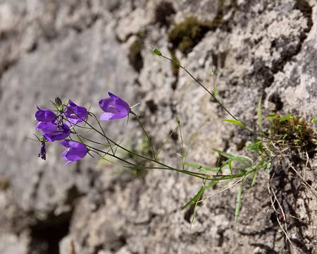 FM9A9907 Campanule de Scheuchzer (Campanula scheuchzeri Vill. subsp. scheuchzeri)