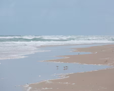 FM9A8184 Pluviers argentés