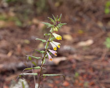 FM9A8373 Mélampyre des prés (Melampyrum pratense L.)