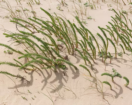 FM9A8730 Euphorbe des dunes (Euphorbia paralias L.)