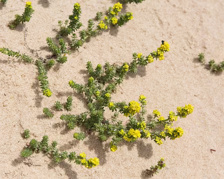 FM9A8734 Gaillet des sables (Galium arenarium Loisel.)