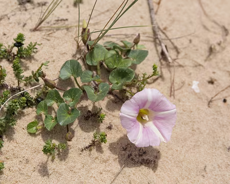 FM9A8736 Liseron des dunes (Convolvulus soldanella L.)