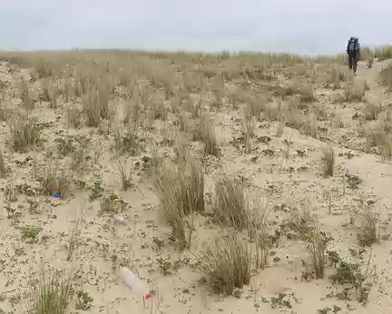 FM9A8874 Dans les dunes, il y a un peu de tout ce que la mer rejette sur le littoral