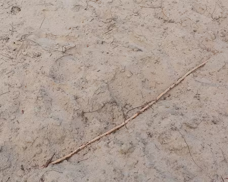 FM9A8915 Racine rongée par les sangliers