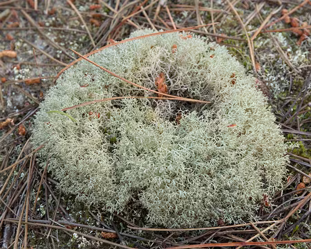 FM9A8916 Lichen